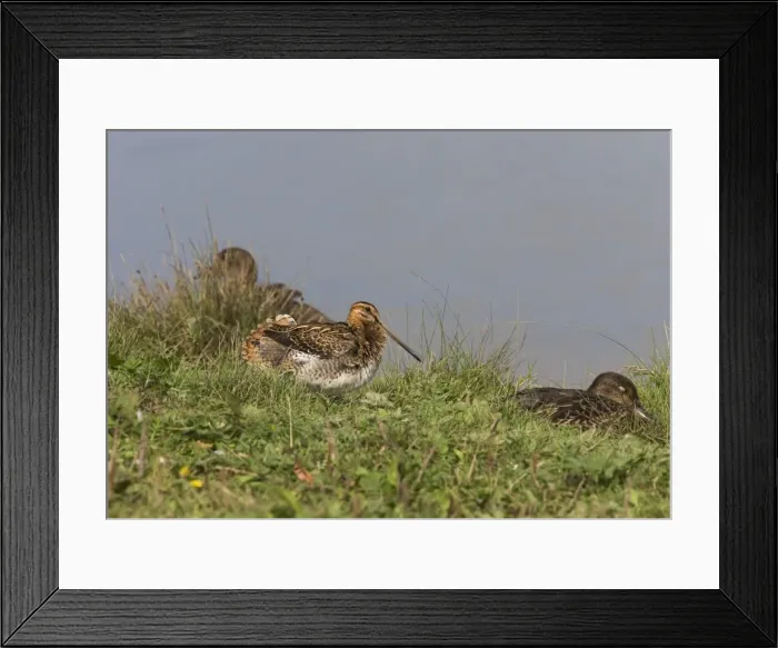 Framed Print : Common Snipe, Sunning, Water edge. Cley next Sea Norfolk, UK Framed Print : Common Snipe, Sunning, Water edge. Cley next Sea Norfolk, UK