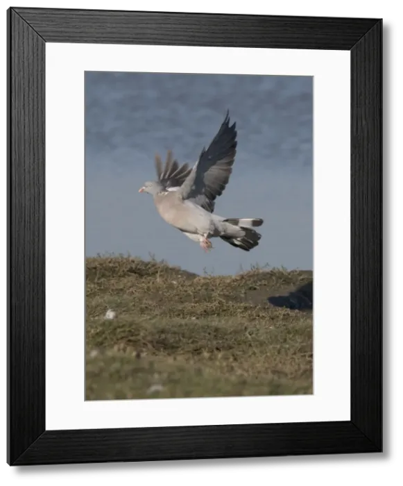 Framed Print : Woodpigeon lifting off, Norfolk UK Framed Print : Woodpigeon lifting off, Norfolk UK