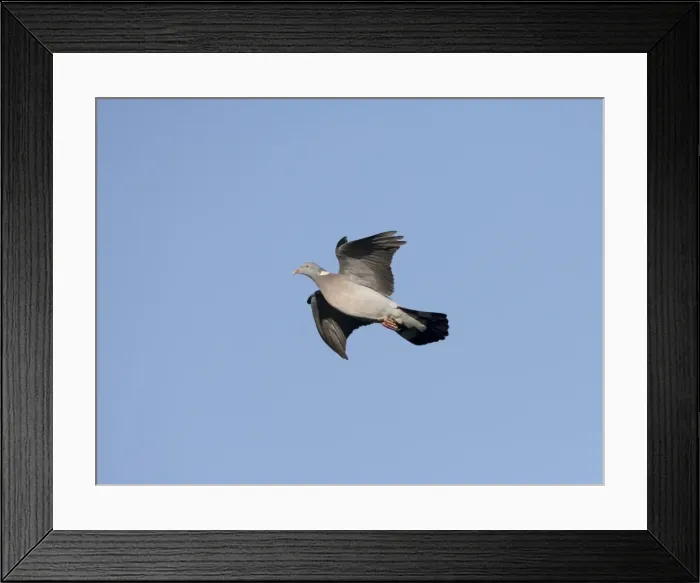 Framed Print : Woodpigeon - In flight, Norfolk UK Framed Print : Woodpigeon - In flight, Norfolk UK