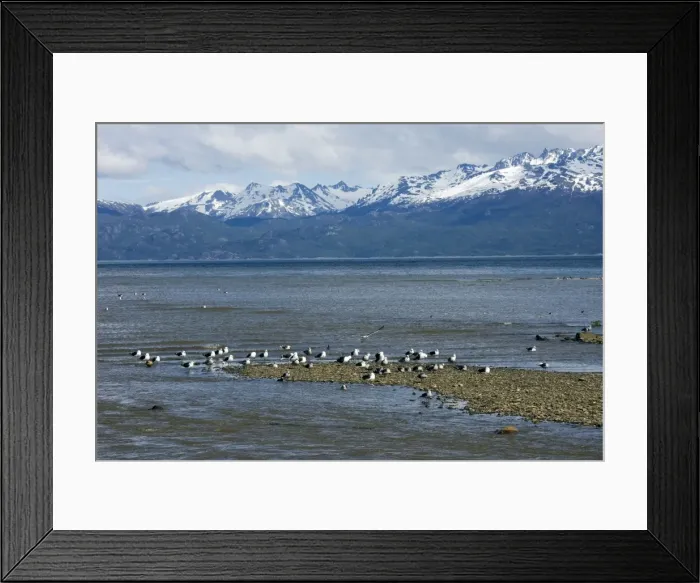 Framed Print : Kelp Gulls resting on the shore - Beagle Channel Tierra del Fuego, Argentina Framed Print : Kelp Gulls resting on the shore - Beagle Channel Tierra del Fuego, Argentina