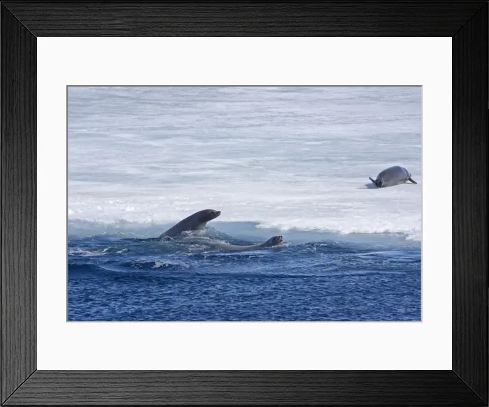 Framed Print : Crabeater Seal, Swimming beside sea ice with one on the ice - October Antarctic Framed Print : Crabeater Seal, Swimming beside sea ice with one on the ice - October Antarctic