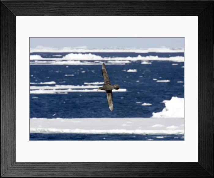 Framed Print : Northern Giant Petrel, Flying over sea and ice floes, Antarctic, October Framed Print : Northern Giant Petrel, Flying over sea and ice floes, Antarctic, October