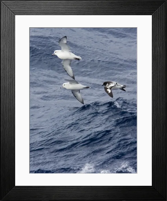 Framed Print : Southern / Antartic Fulmar with a Cape Petrel / Cape Pigeon (Daption c. capense) Flying low over the sea in high winds, Antarctic October Framed Print : Southern / Antartic Fulmar with a Cape Petrel / Cape Pigeon (Daption c. capense) Flying low over the sea in high winds, Antarctic October