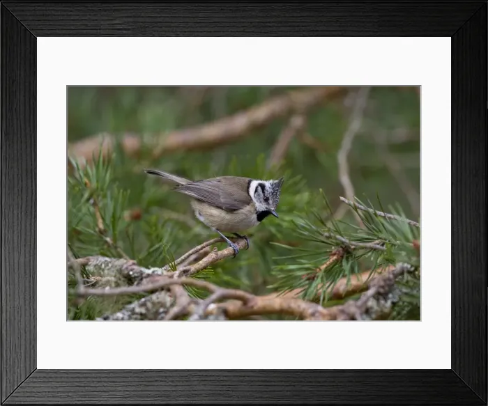 Framed Print : Crested Tit -Feeding in Scots Pine - Scotland UK