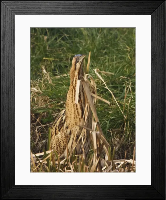 Framed Print : Bittern - Camouflaged behind reeds - Feb Norfolk UK Framed Print : Bittern - Camouflaged behind reeds - Feb Norfolk UK