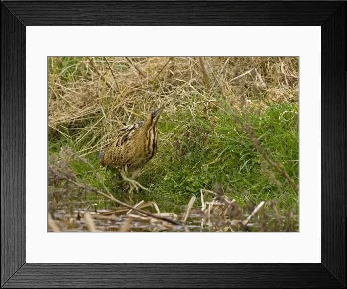 Framed Print : Bittern - Stalking along water edge showing large feet- Feb- Norfolk UK Framed Print : Bittern - Stalking along water edge showing large feet- Feb- Norfolk UK