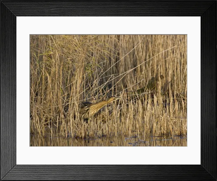 Framed Print : Bittern -Stalking in reeds - December- Norfolk UK Framed Print : Bittern -Stalking in reeds - December- Norfolk UK
