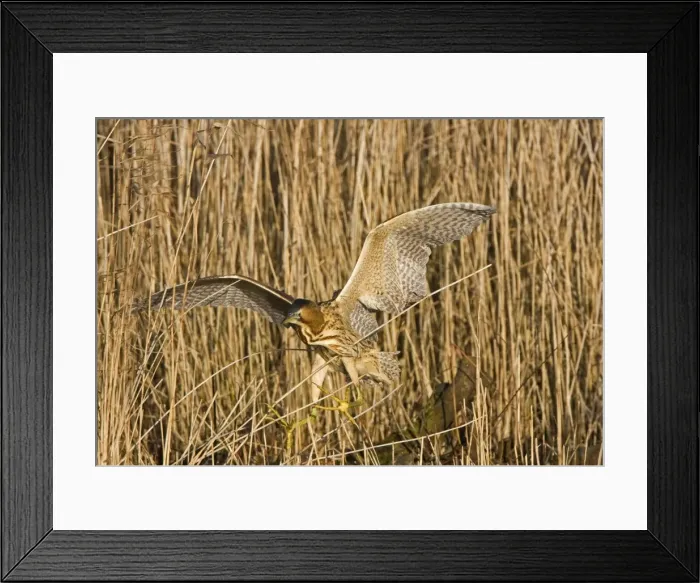 Framed Print : Bittern - Landing in reed bed - showing large feet-December -Norfolk UK Framed Print : Bittern - Landing in reed bed - showing large feet-December -Norfolk UK