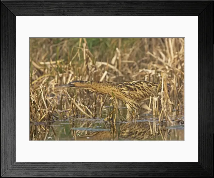Framed Print : Bittern -Stalking along water edge in reeds - Feb - Norfolk UK Framed Print : Bittern -Stalking along water edge in reeds - Feb - Norfolk UK