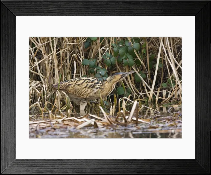 Framed Print : Bittern - Walking along water edge with reeds and bramble background. Norfolk UK Framed Print : Bittern - Walking along water edge with reeds and bramble background. Norfolk UK