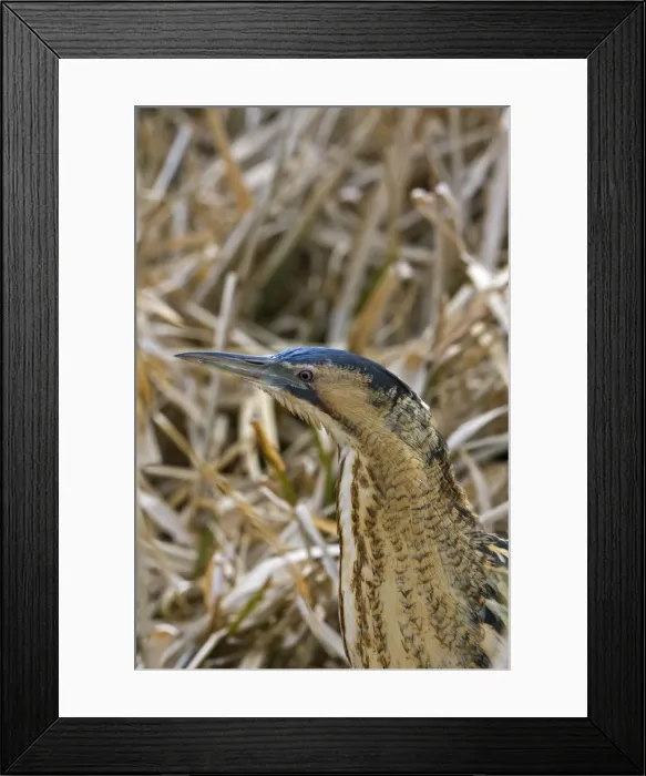 Framed Print : Bittern - Close up head -Norfolk UK Framed Print : Bittern - Close up head -Norfolk UK
