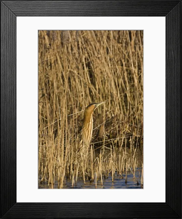 Framed Print : Bittern - Standing with neck up on reed edge - December- Norfolk UK Framed Print : Bittern - Standing with neck up on reed edge - December- Norfolk UK