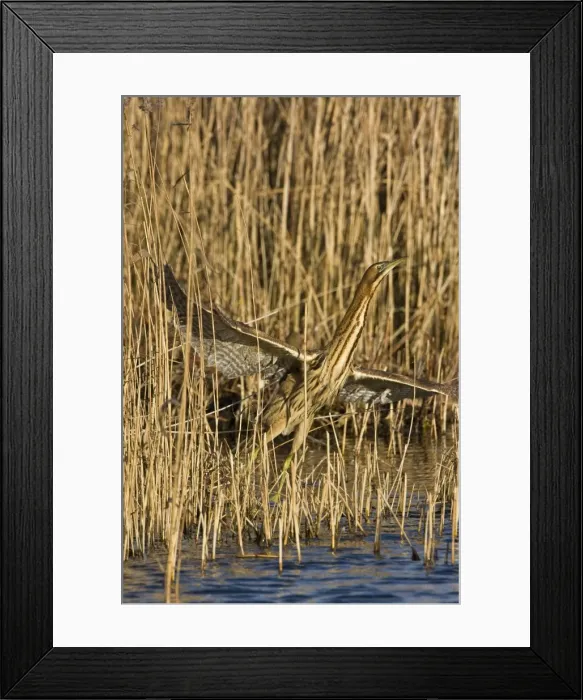 Framed Print : Bittern - Flying off from reed edge - December - Norfolk UK Framed Print : Bittern - Flying off from reed edge - December - Norfolk UK
