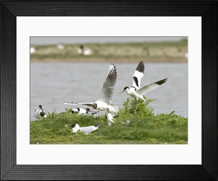 Framed Print : Avocet and Black- headed Gull [Larus ridibundus] Quarrel over nest site - May - North Norfolk, U. K