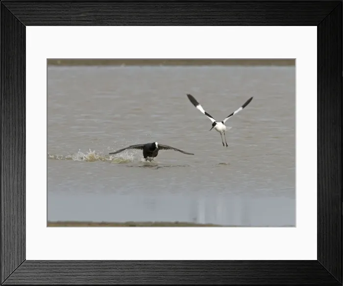 Framed Print : Coot and Avocet - Coot chasing Avocet (Recurvirostra avosetta) off - May - North Norfolk, U. K Framed Print : Coot and Avocet - Coot chasing Avocet (Recurvirostra avosetta) off - May - North Norfolk, U. K
