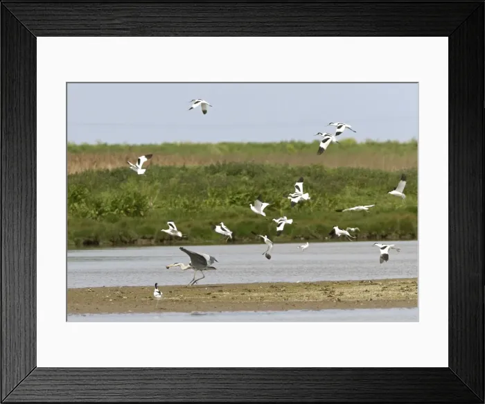 Framed Print : Avocet and Grey Heron, [Ardea cinerea] - Grey heron being mobbed by Avocets with stolen chick - May - North Norfolk