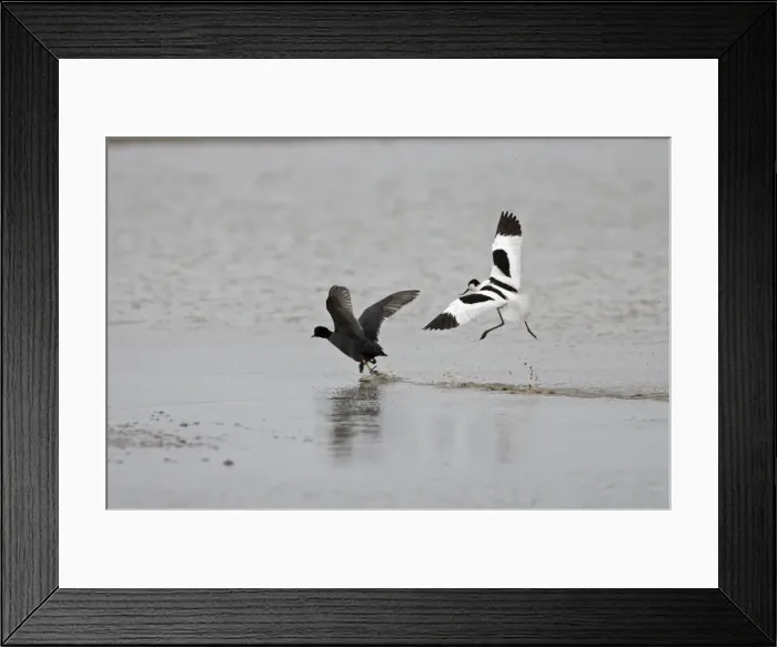 Framed Print : Avocet and Coot (Fulica atra) Avocet chasing off Coot - May - North Norfolk UK Framed Print : Avocet and Coot (Fulica atra) Avocet chasing off Coot - May - North Norfolk UK