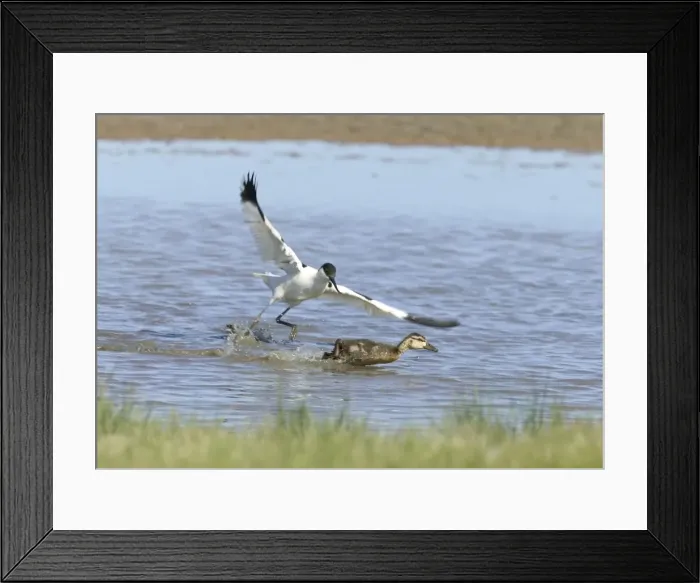 Framed Print : Avocet and Duckling - Duckling being chased by Avocet - May - North Norfolk UK Framed Print : Avocet and Duckling - Duckling being chased by Avocet - May - North Norfolk UK