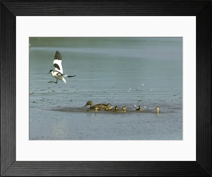 Framed Print : Avocet and Mallard (Anas platyrhynchos) Mallard duck driving off Avocet from young and a few feathers plucked - May - North Norfolk UK Framed Print : Avocet and Mallard (Anas platyrhynchos) Mallard duck driving off Avocet from young and a few feathers plucked - May - North Norfolk UK