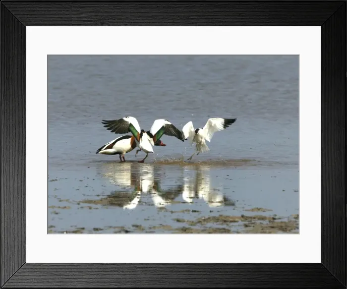 Framed Print : Shelduck and Avocet (Recurvirostra avosetta) Avocet attacking pair of Shelducks - May - North Norfolk UK Framed Print : Shelduck and Avocet (Recurvirostra avosetta) Avocet attacking pair of Shelducks - May - North Norfolk UK