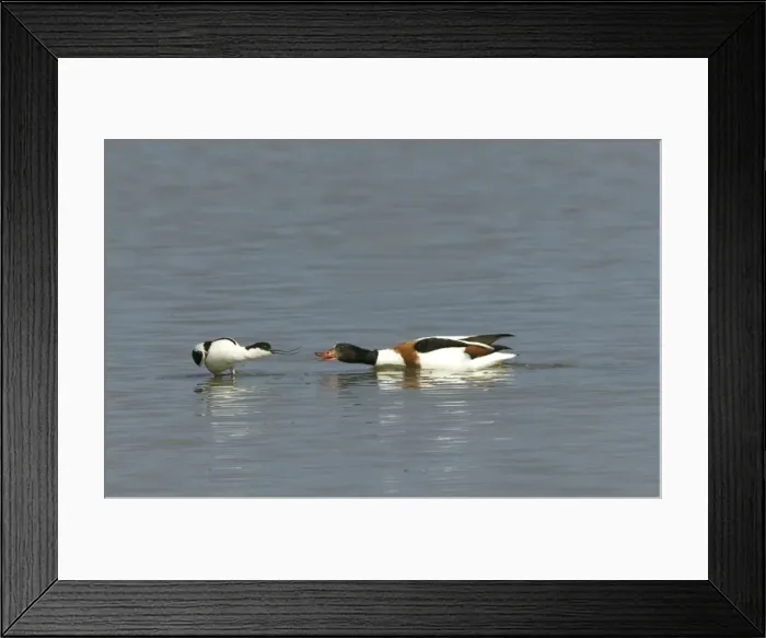 Framed Print : Avocet and Shelduck (Tadorna tadorna) Stand off eye to eye, - May - North Norfolk, UK Framed Print : Avocet and Shelduck (Tadorna tadorna) Stand off eye to eye, - May - North Norfolk, UK