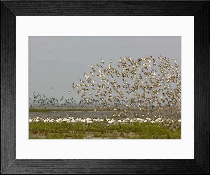 Framed Print : Avocet and Dunlin (Calidris alpina). Avocet flock resting with Dunlin flock flying over - July - The Wash Norfolk. UK Framed Print : Avocet and Dunlin (Calidris alpina). Avocet flock resting with Dunlin flock flying over - July - The Wash Norfolk. UK
