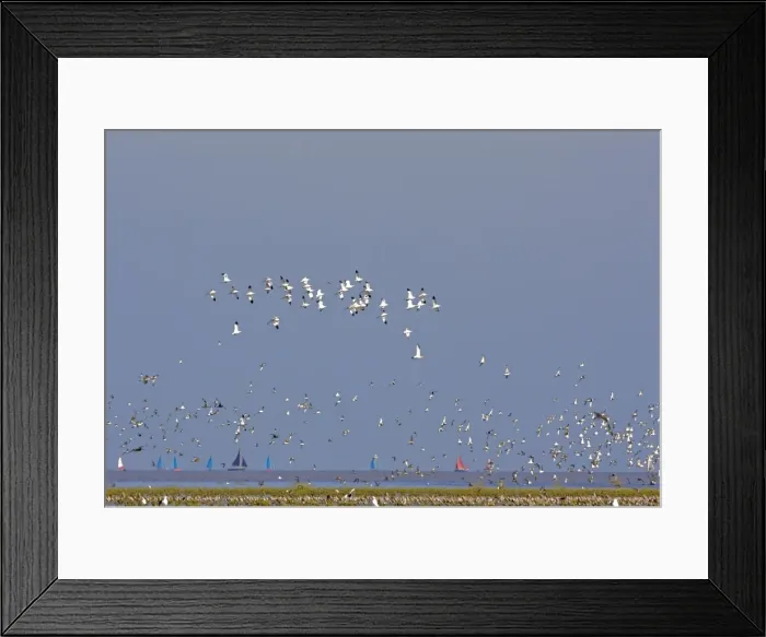 Framed Print : Avocet - in flight, with waders at the turn of the tide - sailing boats in background - September - Snettisham Norfolk UK