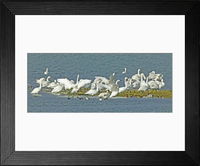 Framed Print : Bewick's Swan - flock Welney Norfolk Framed Print : Bewick's Swan - flock Welney Norfolk