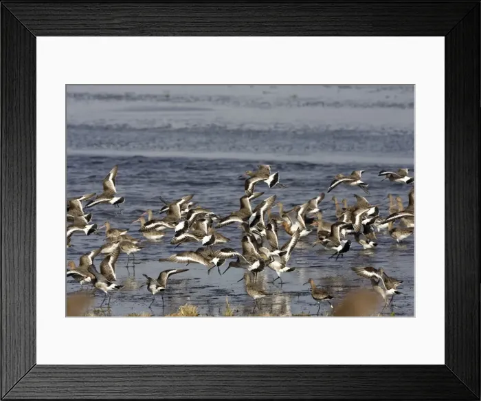 Framed Print : Black-tailed Godwit - Flock lifting at Welny - early Spring -March- Nofolk UK Framed Print : Black-tailed Godwit - Flock lifting at Welny - early Spring -March- Nofolk UK