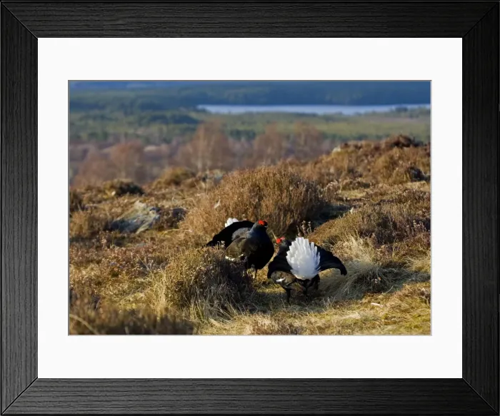 Framed Print : Black Grouse - Males facing up on lek late evening light - on moorland -April - Scotland UK Framed Print : Black Grouse - Males facing up on lek late evening light - on moorland -April - Scotland UK