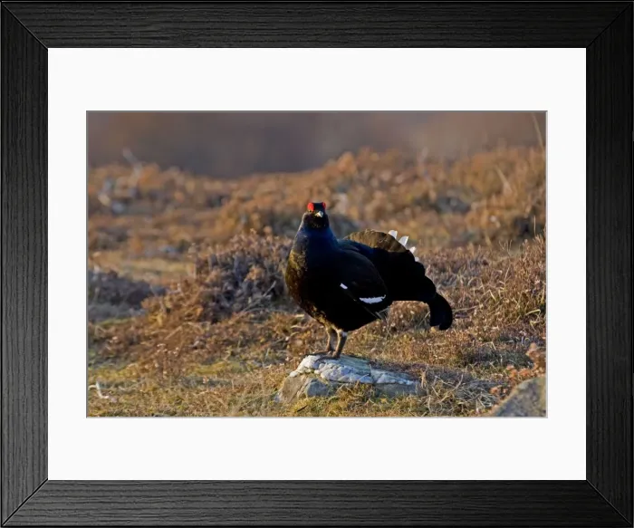 Framed Print : Black Grouse - Male on lek late evening light - on moorland -April - Scotland UK Framed Print : Black Grouse - Male on lek late evening light - on moorland -April - Scotland UK