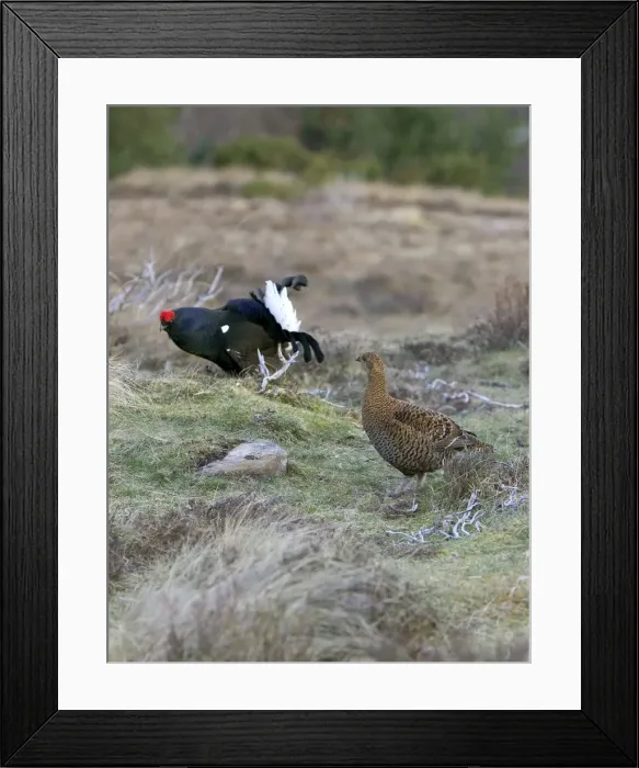 Framed Print : Black Grouse - Cock and Hen on lek early morming - Moorland - April - Scotland UK Framed Print : Black Grouse - Cock and Hen on lek early morming - Moorland - April - Scotland UK