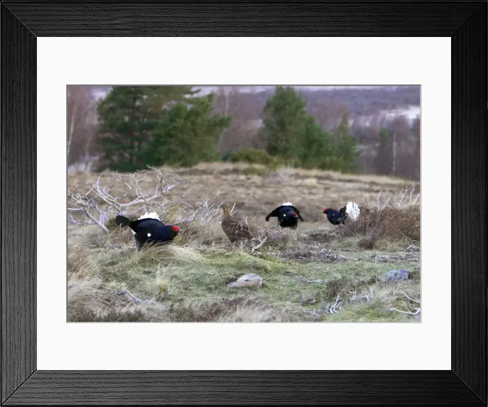 Framed Print : Black Grouse -Cocks and Grey hen on lek early morning - Moorland - April - Scotand UK Framed Print : Black Grouse -Cocks and Grey hen on lek early morning - Moorland - April - Scotand UK