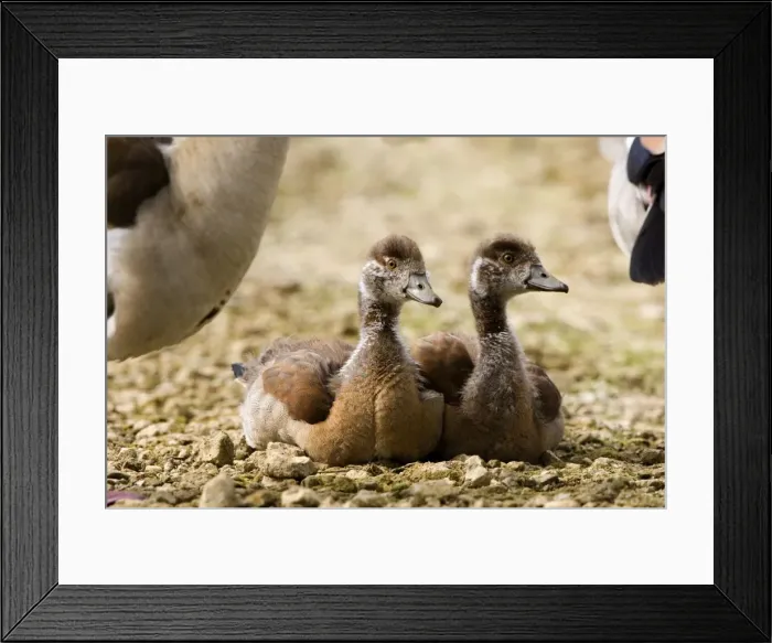 Framed Print : Egyptian Goose - Pair of goslings resting - Norfolk UK Framed Print : Egyptian Goose - Pair of goslings resting - Norfolk UK
