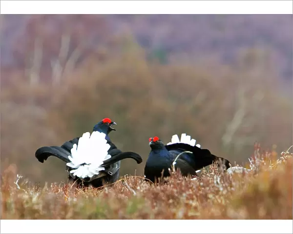 Black Grouse - Two cocks facing up on lek -Scotland Uk