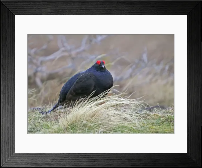 Framed Print : Black Grouse - Cock bird sitting in rain on moorland - April - Scotland UK Framed Print : Black Grouse - Cock bird sitting in rain on moorland - April - Scotland UK