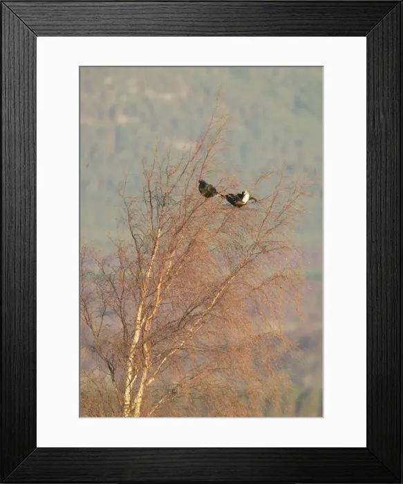 Framed Print : Black Grouse - Two males feeding on birch tree buds - April - Scotland UK Framed Print : Black Grouse - Two males feeding on birch tree buds - April - Scotland UK
