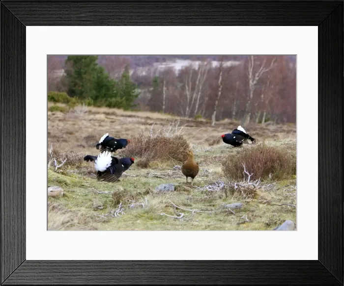 Framed Print : Black Grouse -Cocks and Grey hen on lek early morning - Moorland - April - Scotland UK Framed Print : Black Grouse -Cocks and Grey hen on lek early morning - Moorland - April - Scotland UK