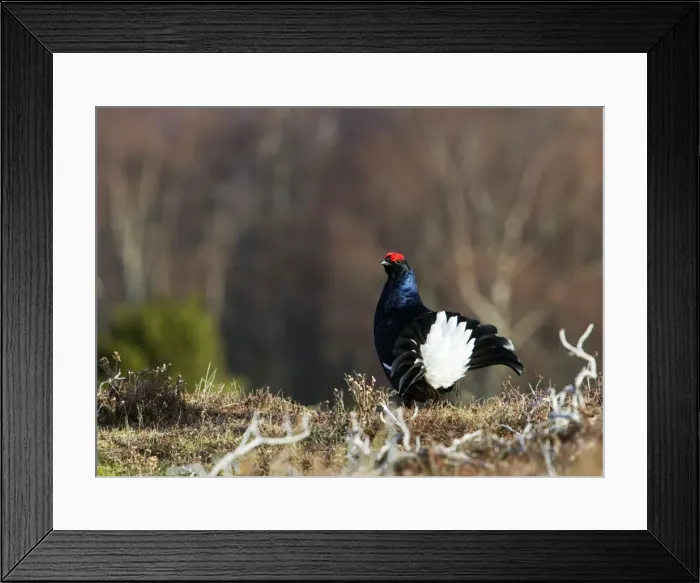 Framed Print : Black Grouse -Cock on lek early morning - Moorland - April - Scotland UK Framed Print : Black Grouse -Cock on lek early morning - Moorland - April - Scotland UK