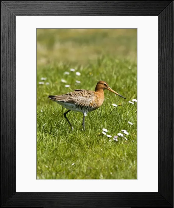 Framed Print : Black-tailed Godwit - Walking on grassfield - April - Norfolk UK Framed Print : Black-tailed Godwit - Walking on grassfield - April - Norfolk UK
