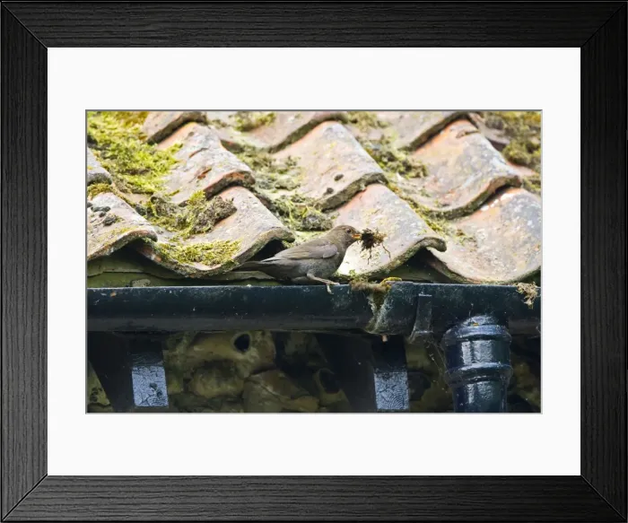 Framed Print : Blackbird - Female collecting nest material from roof drain- Norfolk UK Framed Print : Blackbird - Female collecting nest material from roof drain- Norfolk UK