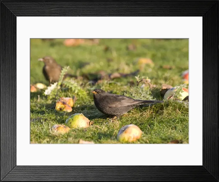 Framed Print : Blackbird -Feeding on windfall apples - Norfolk UK Framed Print : Blackbird -Feeding on windfall apples - Norfolk UK