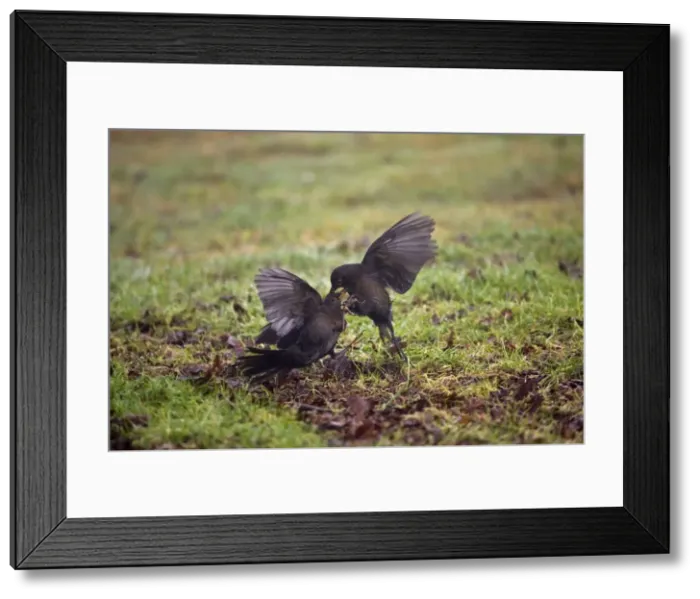 Framed Print : Blackbird - Two females fighting -Norfolk UK Framed Print : Blackbird - Two females fighting -Norfolk UK
