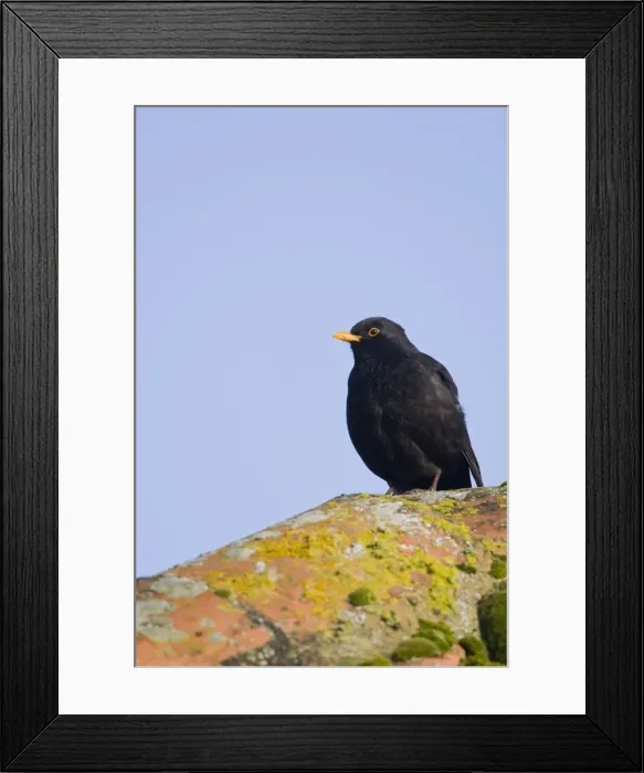 Framed Print : Blackbird - Sitting on song perch - Norfolk UK Framed Print : Blackbird - Sitting on song perch - Norfolk UK