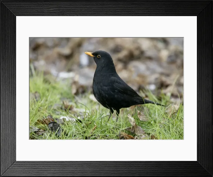 Framed Print : Blackbird - Male on alert Norfolk UK Framed Print : Blackbird - Male on alert Norfolk UK