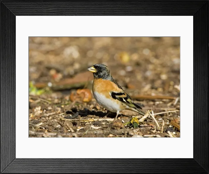 Framed Print : Branbling - Male feeding on ground - Norfolk UK Framed Print : Branbling - Male feeding on ground - Norfolk UK