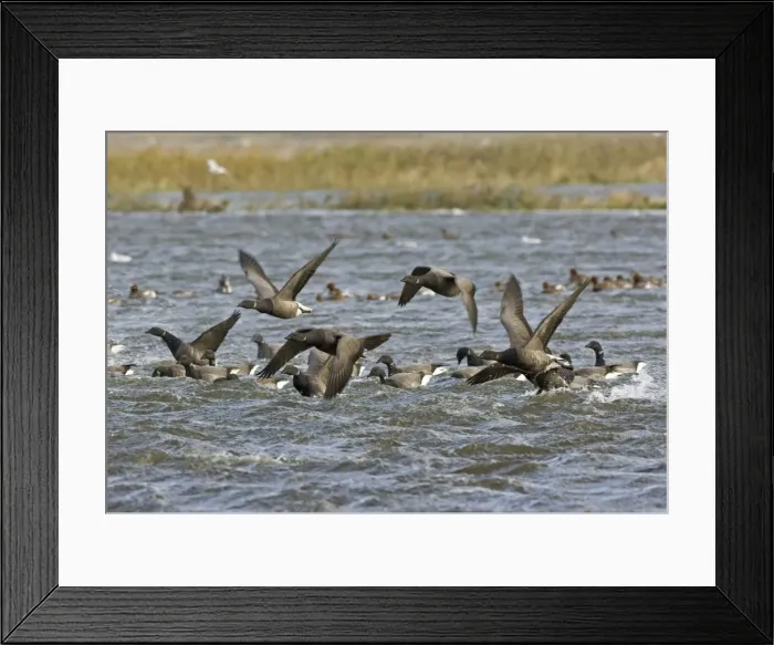 Framed Print : Brent Goose - Flying swimming over flooded marshland by salt water -Salthouse - North - Nofolk UK Framed Print : Brent Goose - Flying swimming over flooded marshland by salt water -Salthouse - North - Nofolk UK