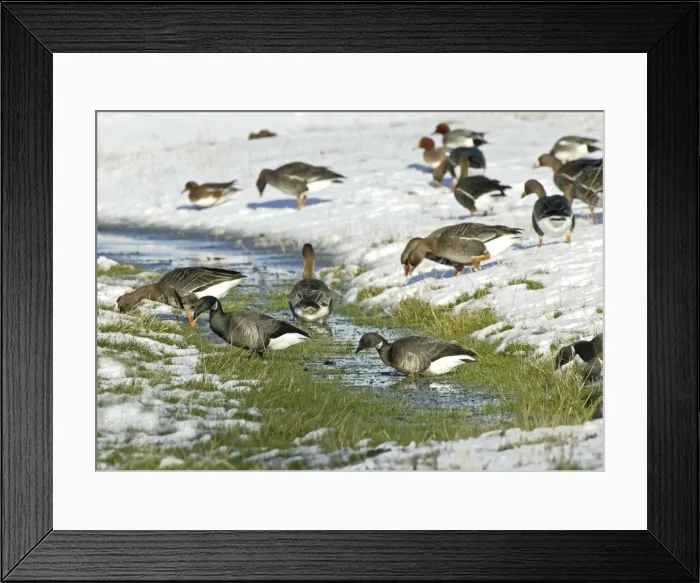 Framed Print : Brent Goose - Feeding on snow covered marshland with -White-rfonted Geese- {Anser albifrons }- North Norfolk UK Framed Print : Brent Goose - Feeding on snow covered marshland with -White-rfonted Geese- {Anser albifrons }- North Norfolk UK