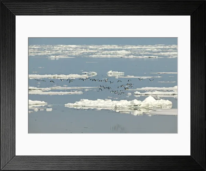Framed Print : Brunnich's Guillemot - Flying over icefloes at sea - Spitsbergan
