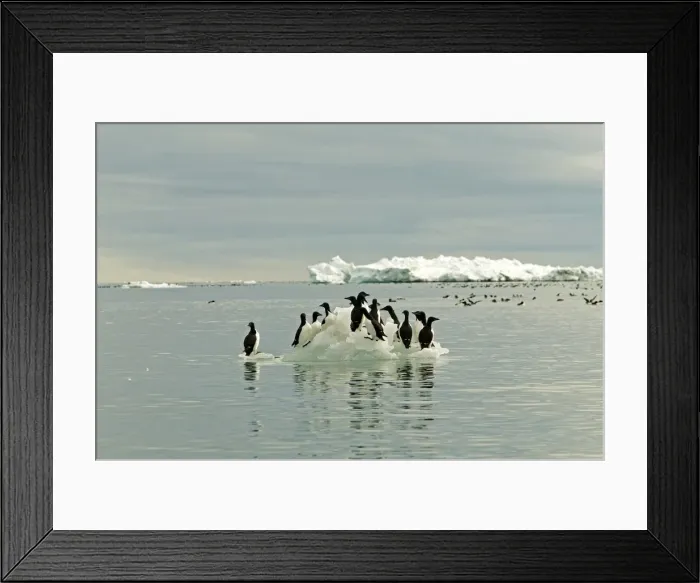 Framed Print : Brunnich's Guillemot - Standing on icefloe - Spitsbergan